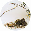Hong Lei, After the Song Dynasty Painting, hidden fragrance and scarce shadows--reference to plum blossom, Color photo, 40&times;50cm,910, 1999